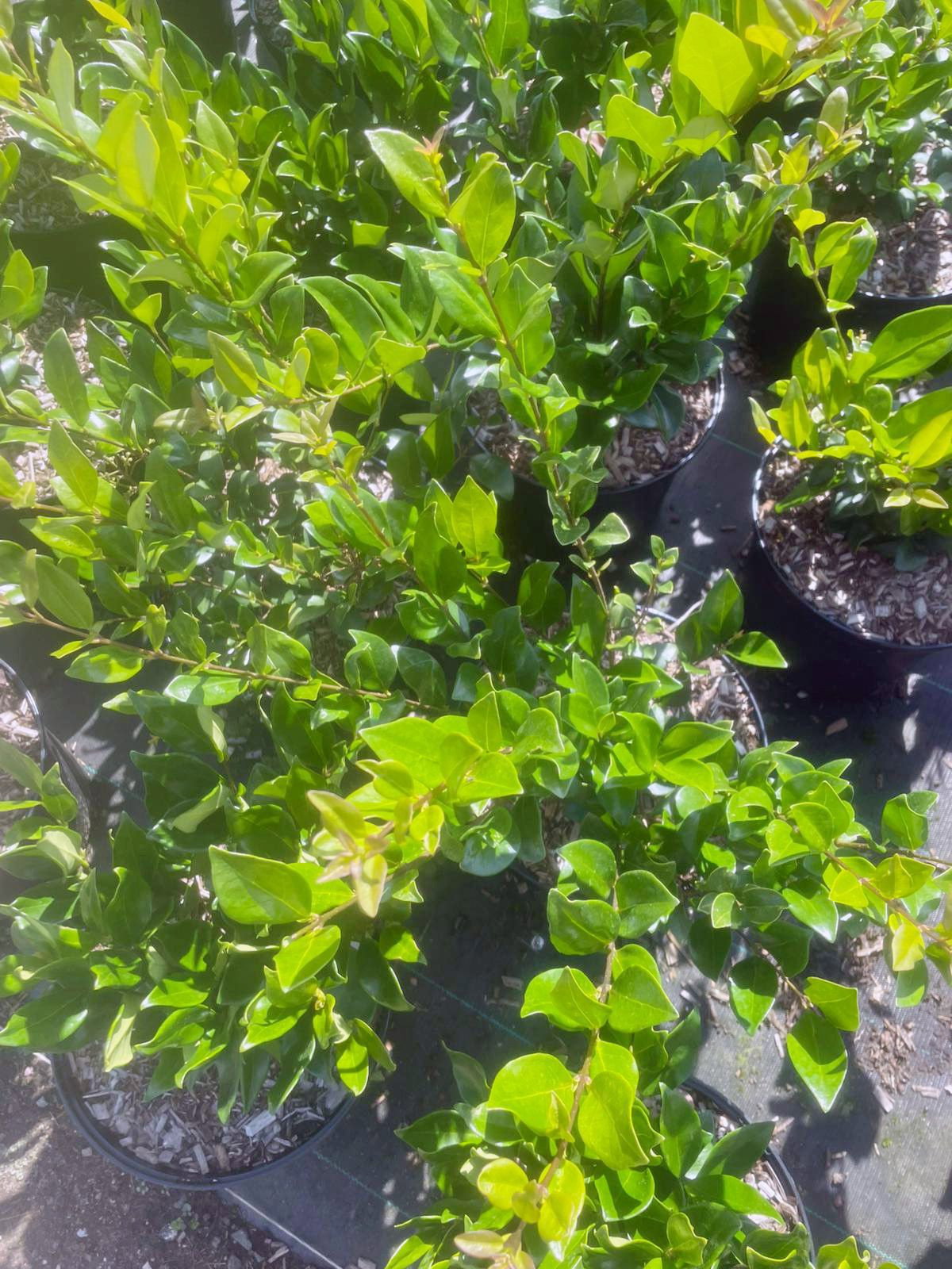 philodendron burle marx variegata ableger Philodendron Burle Marx Variegata – Foliage Factory