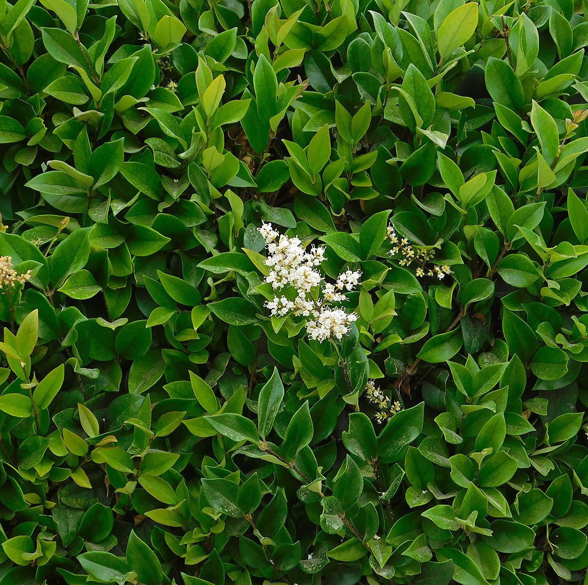 philodendron scandens micans lime Philodendron Micans Lime- Velvet Leaf Philodendron Lime – Verd Houseplants main image 0
