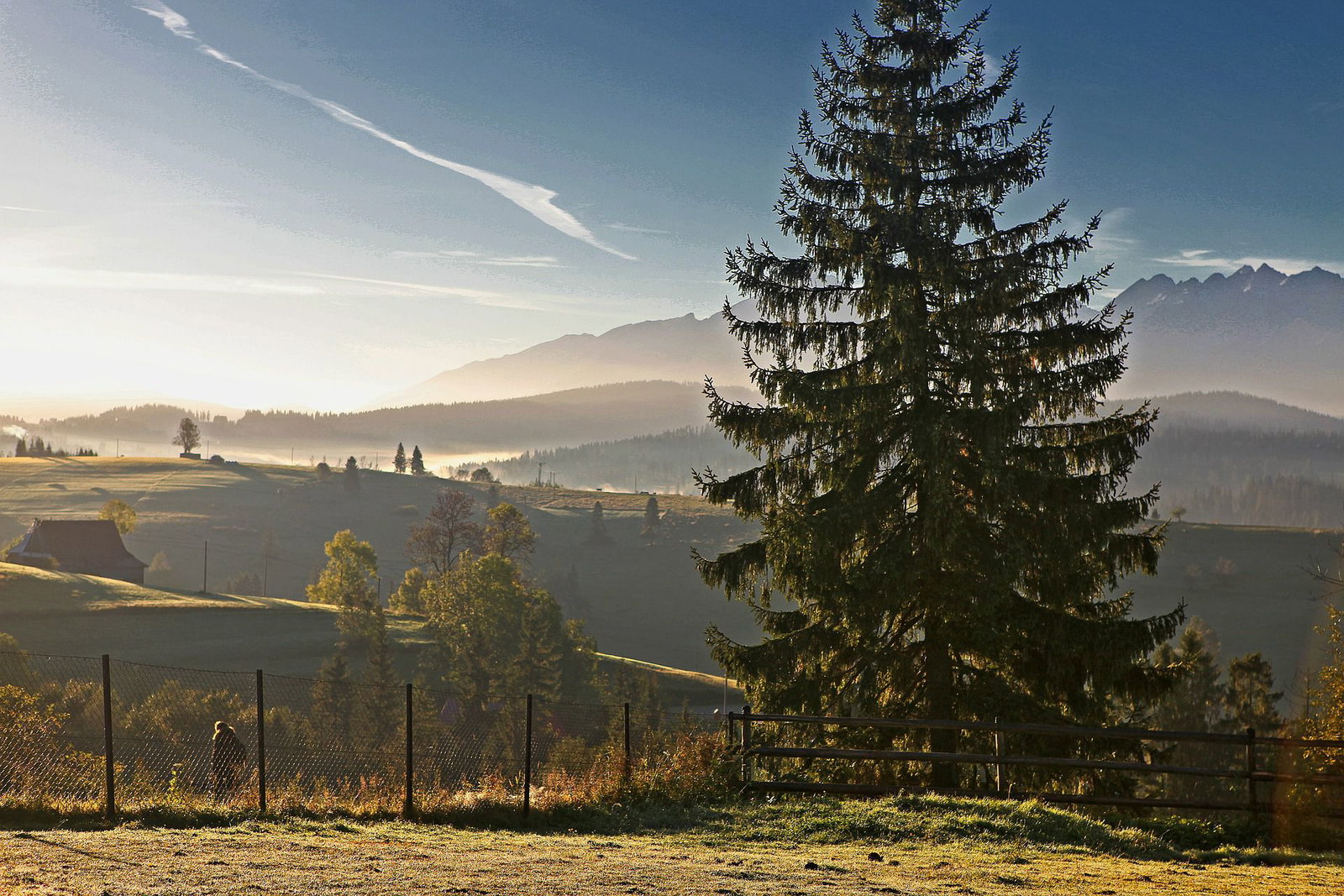 Fichte Picea Abies G nstig Kaufen