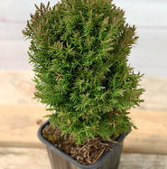 Lebensbaum Teddy - Thuja occidentalis Teddy gnstig kaufen