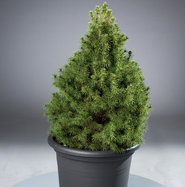 Zuckerhutfichte - Picea glauca Conica gnstig online kaufen