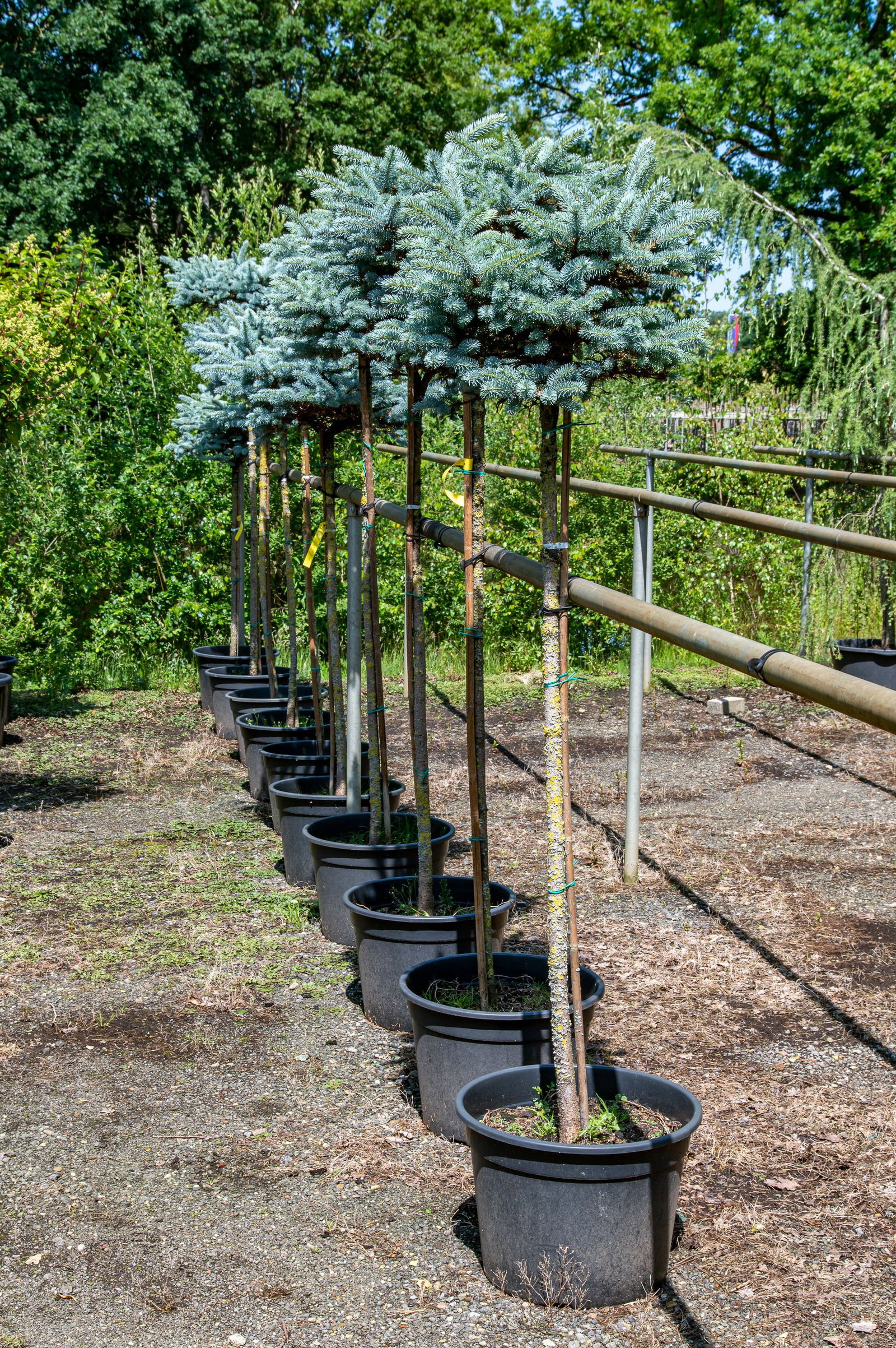 Blaue Kugel- Stechfichte - Picea pungens Glauca Globosa gnstig kaufen