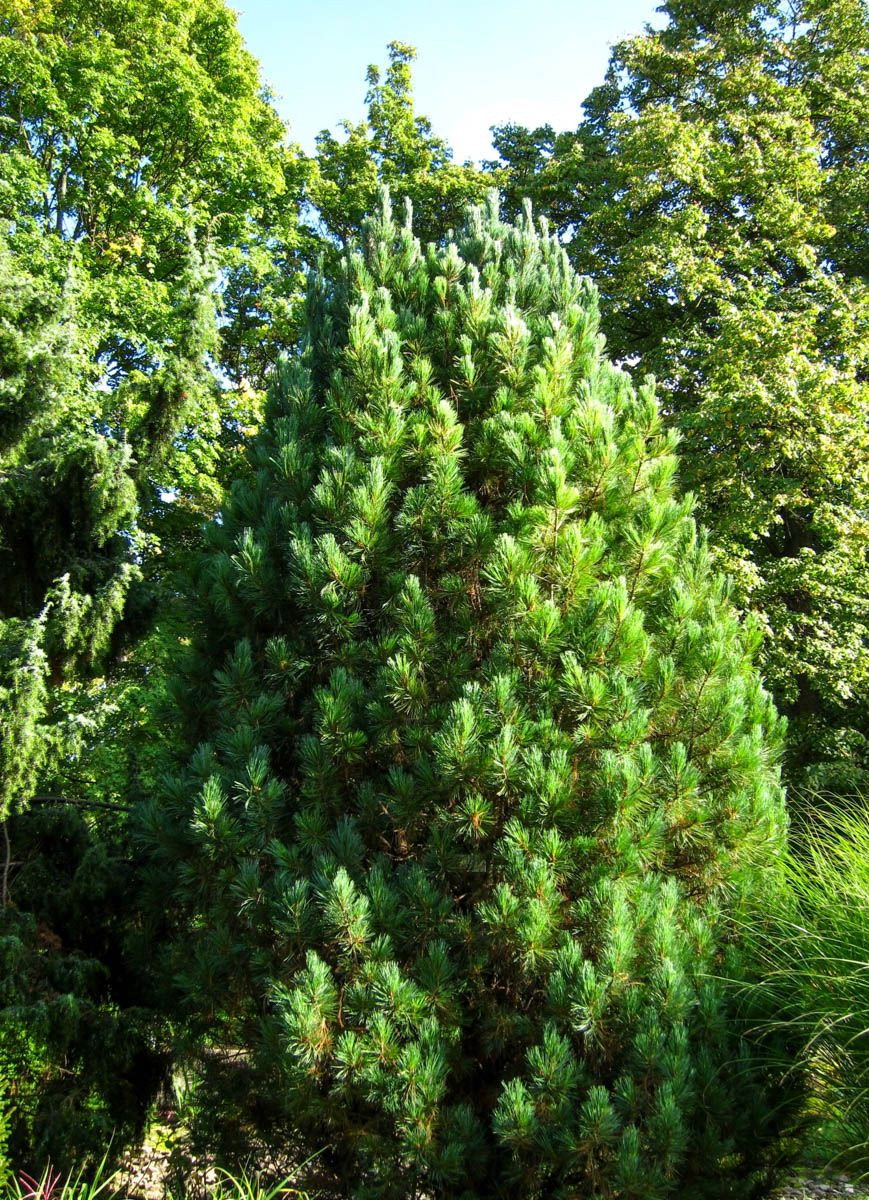 Zirbelkiefer - Pinus cembra gnstig kaufen