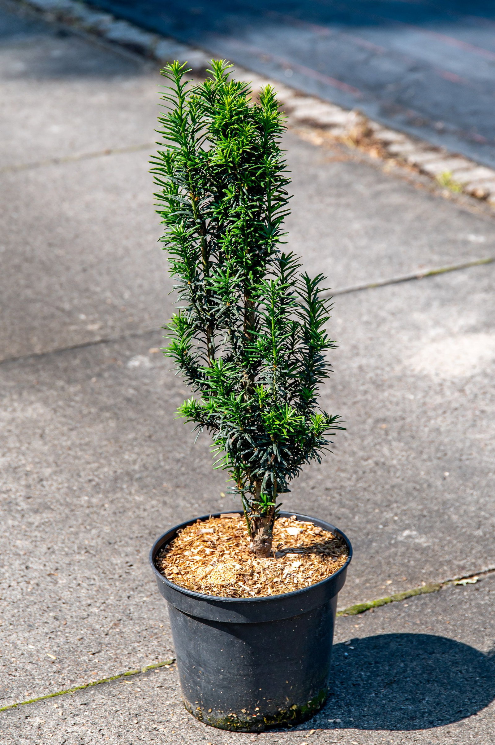 Sulen-Eibe Pirat - Taxus baccata Pirat gnstig kaufen