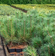 aloe vera standort Aloe Vera „Alfonso“ – Aloe-Vera-Pflanze in Gärtnerqualität kaufen