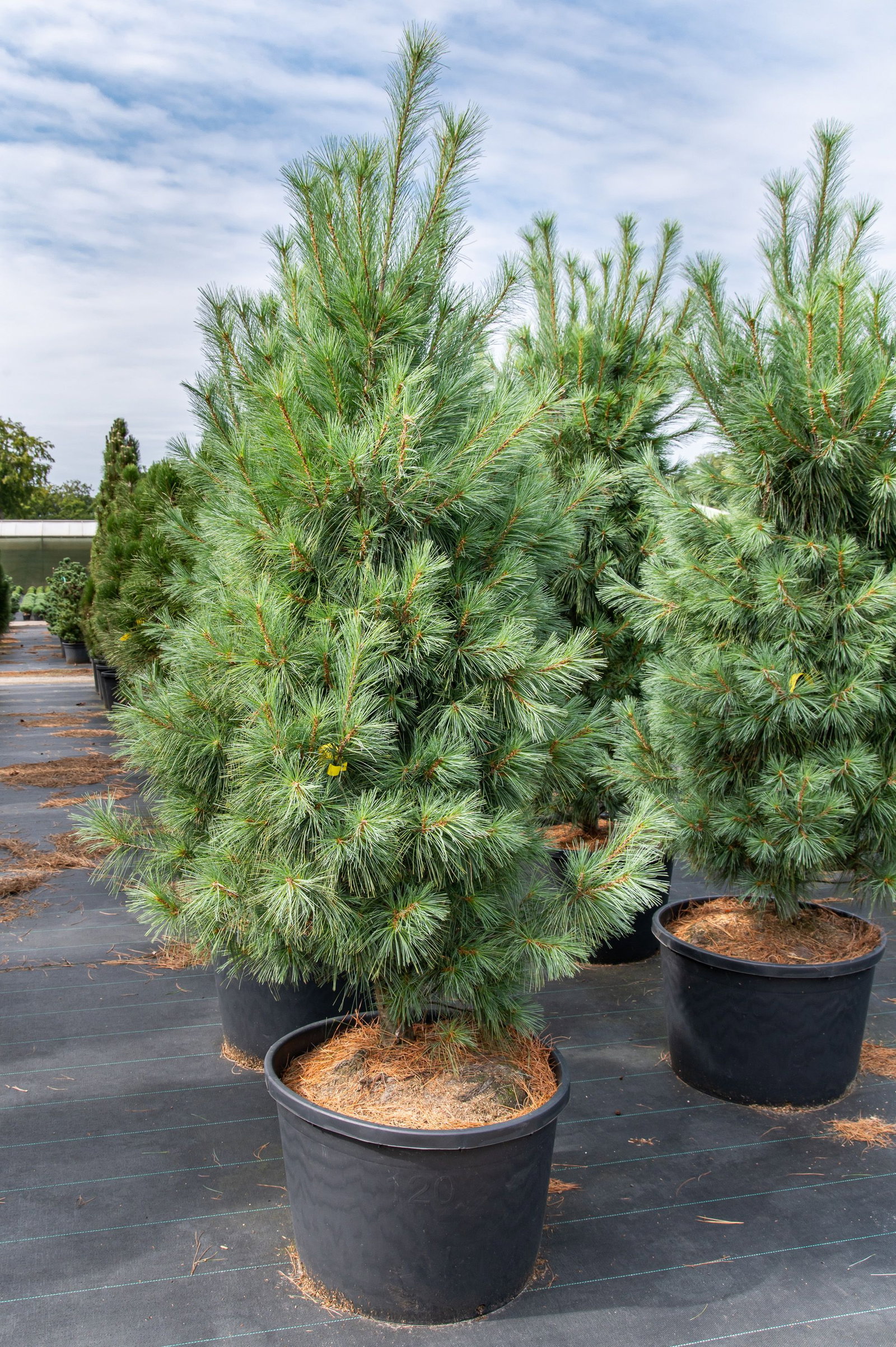 Weymouths-Kiefer - Pinus strobus gnstig kaufen