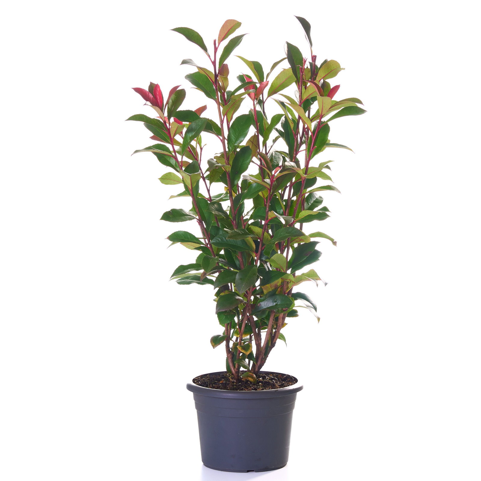 Glanzmispel Robusta Compacta - Photinia fraseri Robusta Compacta gnstig  kaufen
