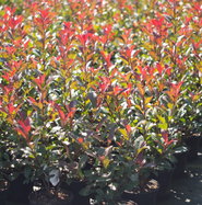 Glanzmispel Robusta Compacta - Photinia fraseri Robusta Compacta gnstig  kaufen