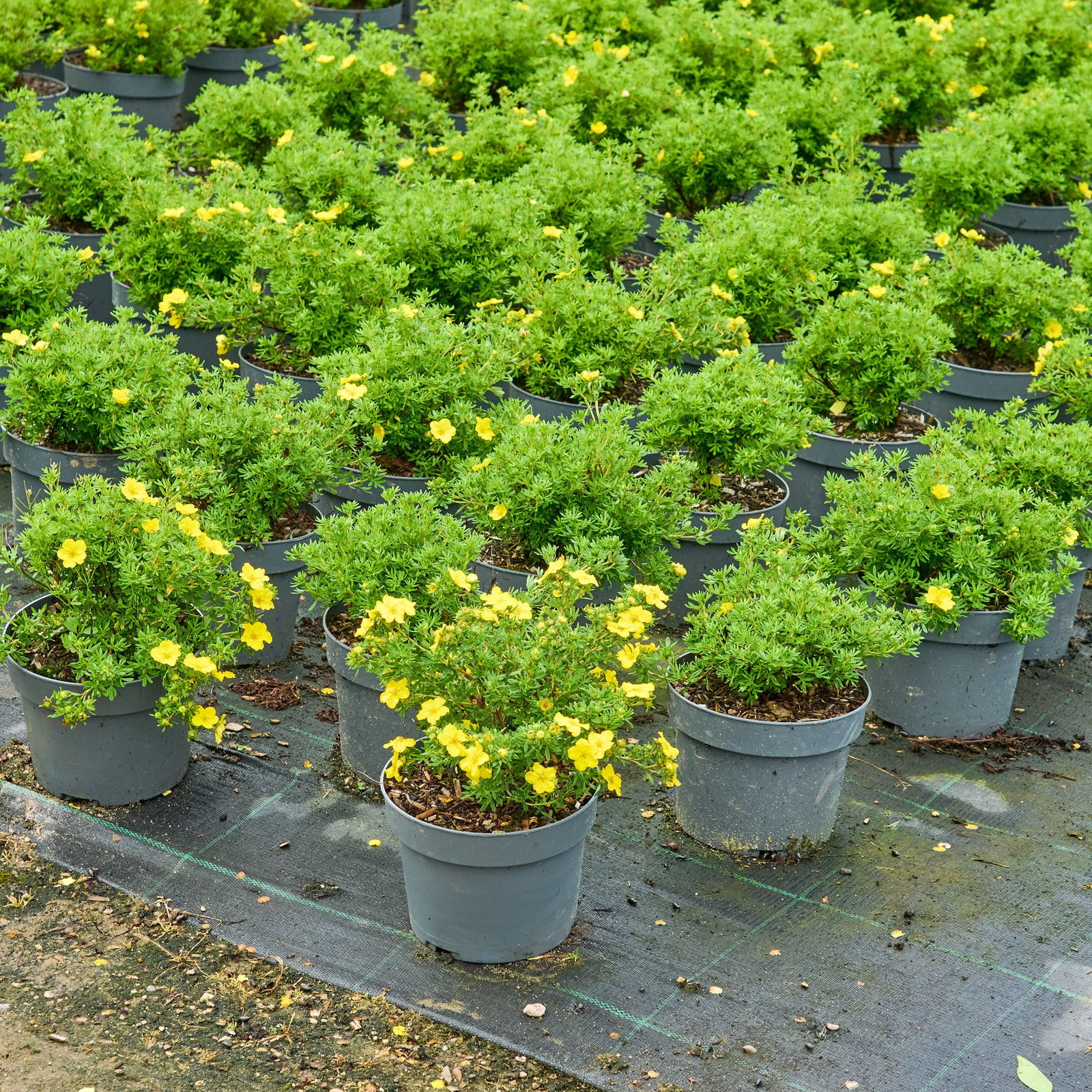 Dakota Sunspot Potentilla