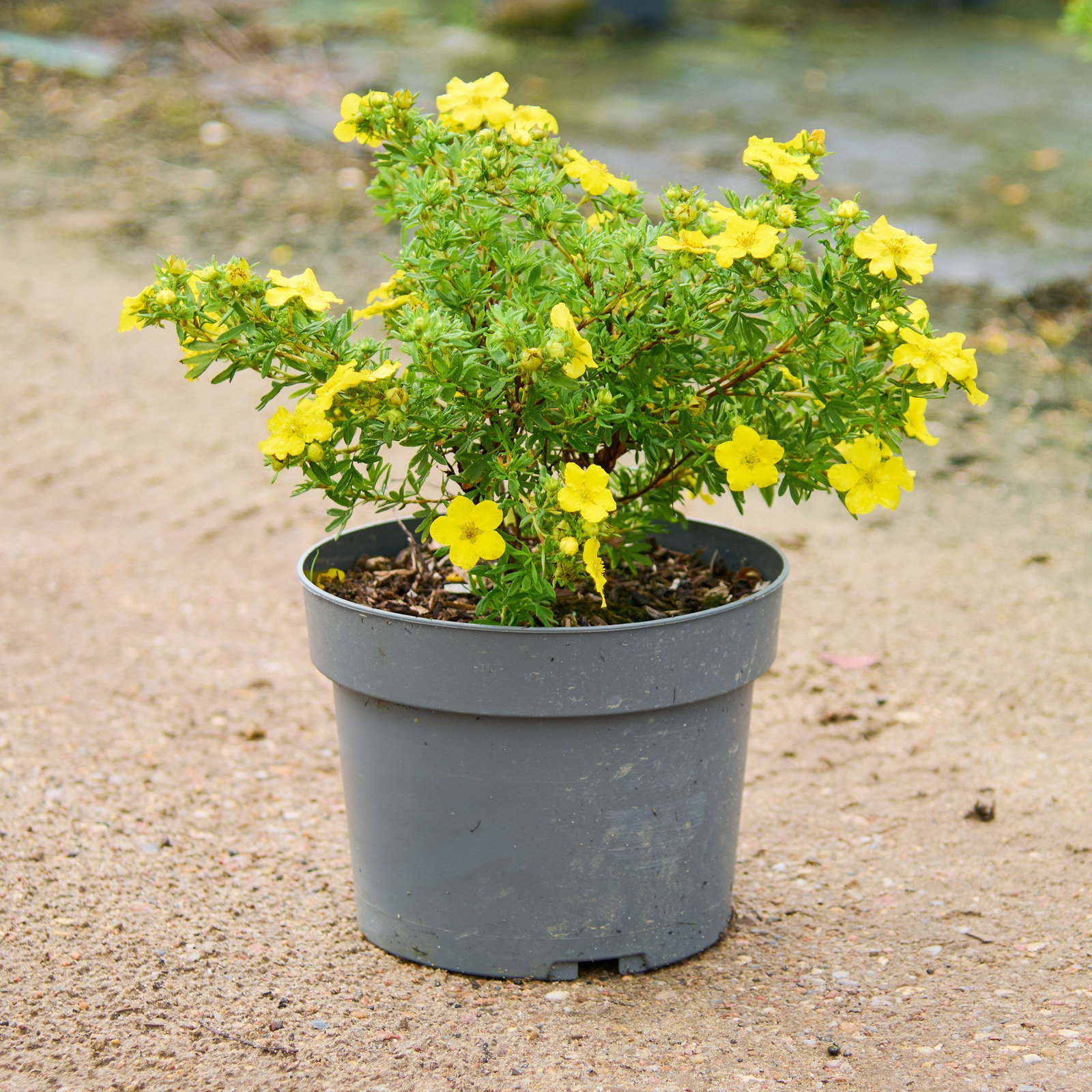 Dakota Sunspot Potentilla
