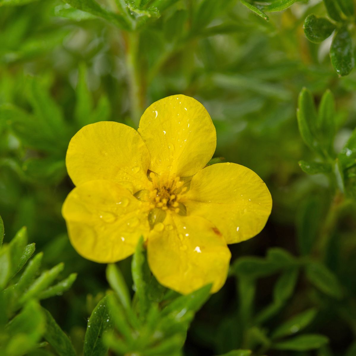Dakota Sunspot Potentilla