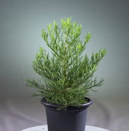 Kalifornischer Berg- Mammutbaum - Sequoiadendron giganteum gnstig kaufen
