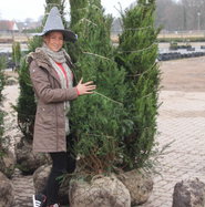 Eibe - Taxus baccata gnstig kaufen