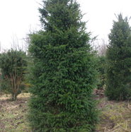 Eibe - Taxus baccata gnstig kaufen