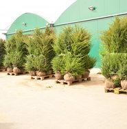 Eibe - Taxus baccata gnstig kaufen