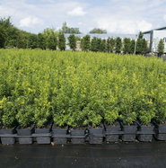 fagus sale Fagus sylvatica