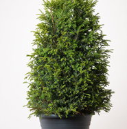 Eibe - Taxus baccata gnstig kaufen