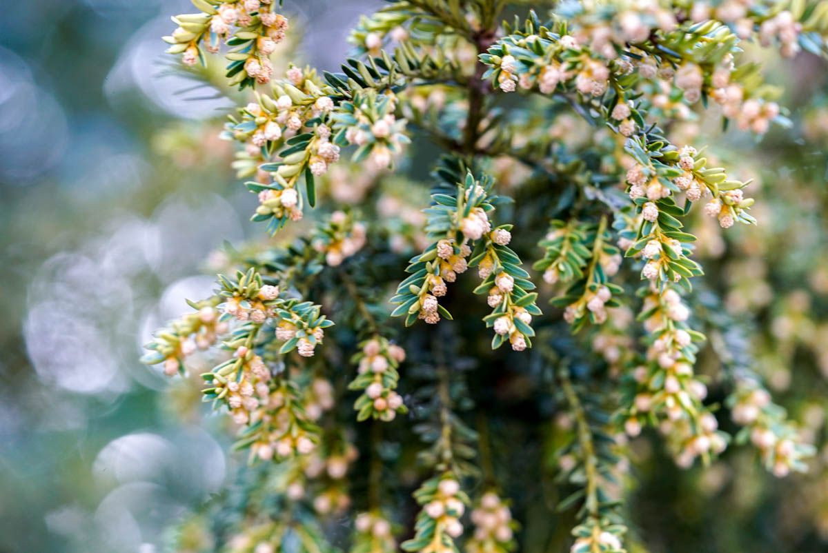 Goldeibe Adpressa - Taxus baccata Adpressa Aurea gnstig kaufen