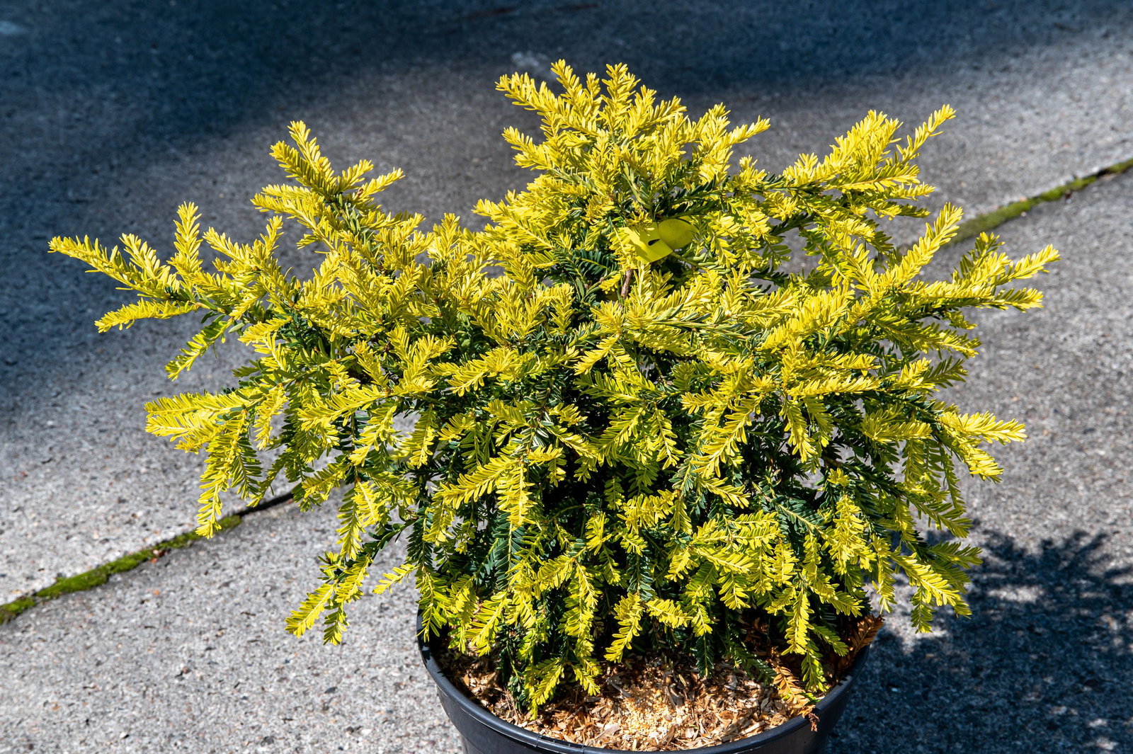 arborvitae thuja occidentalis Techny Arborvitae main image 1