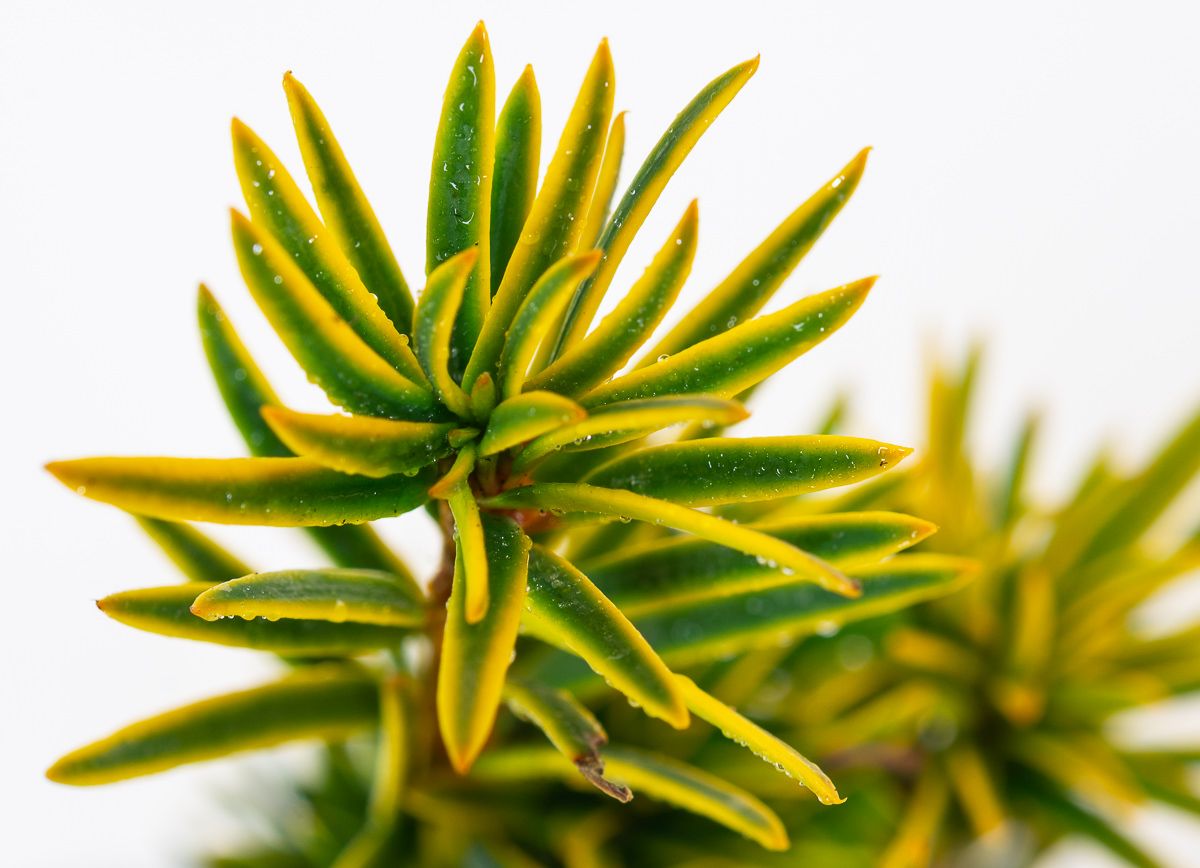 Gelbbunte Straucheibe Taxus baccata Aureovariegata günstig kaufen
