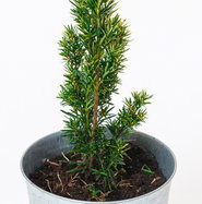 Gelbbunte Straucheibe - Taxus baccata Aureovariegata gnstig kaufen