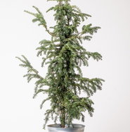 Adlerschwingen-Eibe - Taxus baccata Dovastoniana gnstig kaufen