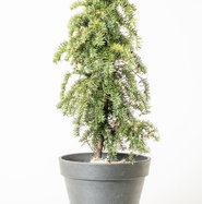 Gelbe-Adlerschwingen-Eibe - Taxus baccata Dovastonii Aurea gnstig kaufen