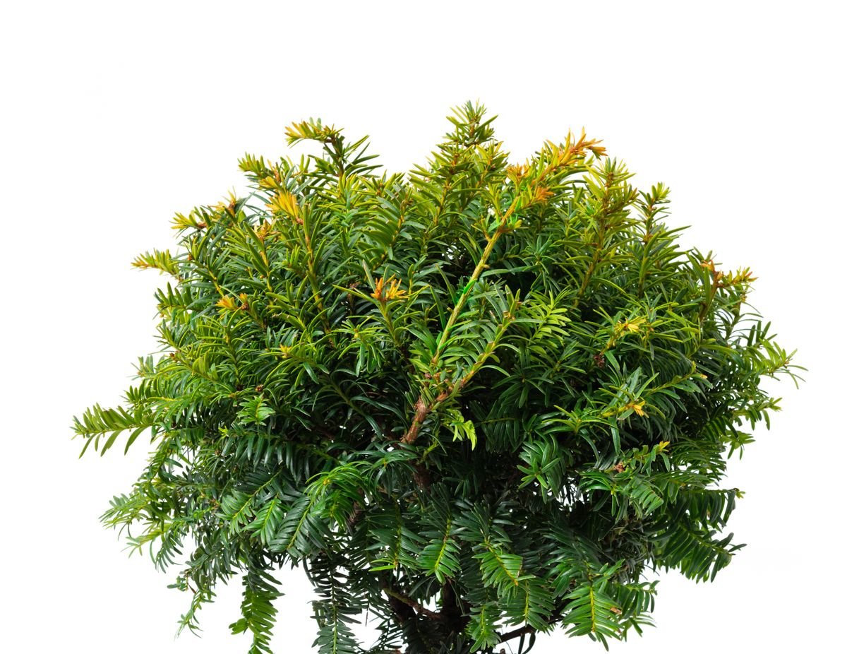 Eibe Elegantissima - Taxus baccata Elegantissima gnstig kaufen