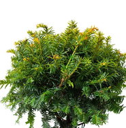 oslo weihnachtsstern Austausch Lampenschirm OSLO passend fr Weihnachtsstern A1e/A1b  smgen