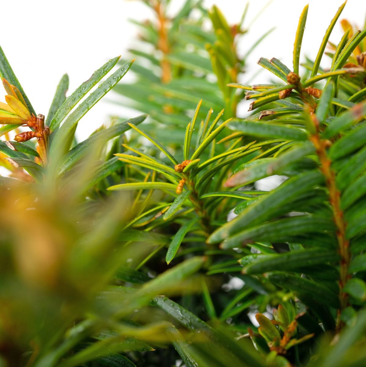 Eibe Elegantissima - Taxus baccata Elegantissima gnstig kaufen