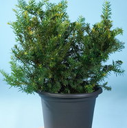 thuja smaragd bewässerung Lebensbaum Thuja occidentalis Smaragd 200-220 cm Höhe Ballenware main image 1
