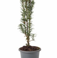 Suleneibe - Taxus baccata Fastigiata | jetzt gnstig online kaufen bei  pflanzmich.de