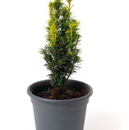 elefantenbaum zimmerpflanze Elefantenfuß (Beaucarnea recurvata) kaufen main image 0