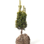 weihnachtsstern für innen mit beleuchtung 2er Set Weihnachtsstern ca. Ø 12 cm im 3D Design beleuchtet zum Hängen main image 0