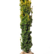 Gelbe Suleneibe - Taxus baccata Fastigiata Aureomarginata gnstig kaufen