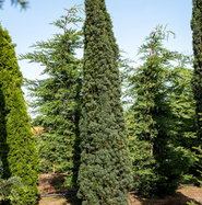 Schmale Suleneibe - Taxus baccata Fastigiata Robusta gnstig kaufen