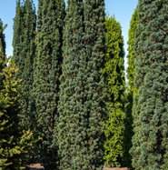hänge thuja Lebensbaum main image 1