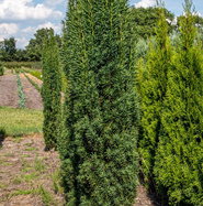 Schmale Suleneibe - Taxus baccata Fastigiata Robusta gnstig kaufen