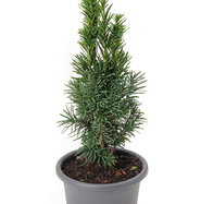 thuja zypressen kaufen Thuja plicata 'Excelsa' Konifere (Lebensbaum) | 125-150 cm im Topf