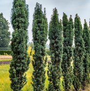 Schmale Suleneibe - Taxus baccata Fastigiata Robusta gnstig kaufen