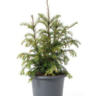 Kroneneibe - Taxus baccata Nissens Corona gnstig kaufen