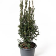 Kegeleibe - Taxus baccata Overeynderi gnstig kaufen