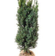 gummibaum preis Gummibaum | kaufen