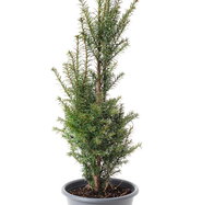 thuja smaragd sule Thuja occidentalis 'Smaragd' / Lebensbaum