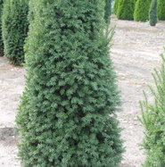 Kegeleibe - Taxus baccata Overeynderi gnstig kaufen