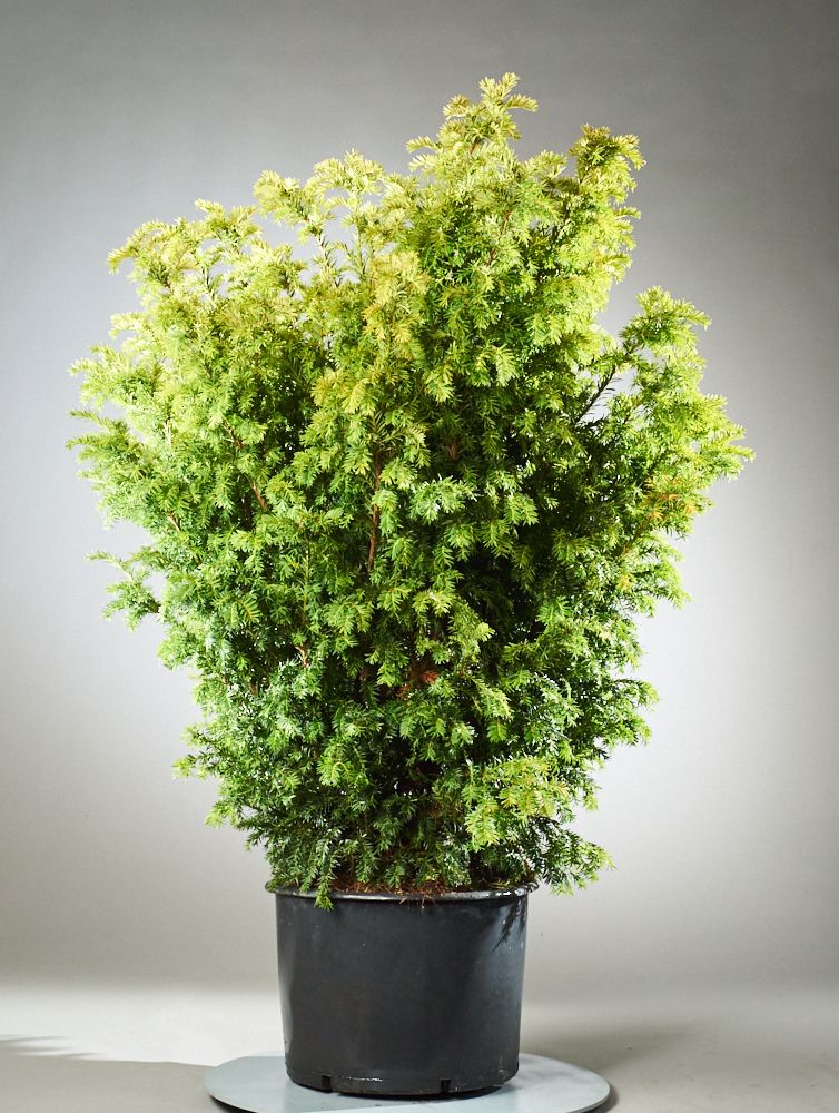 Goldene Straucheibe Taxus baccata Semperaurea günstig kaufen