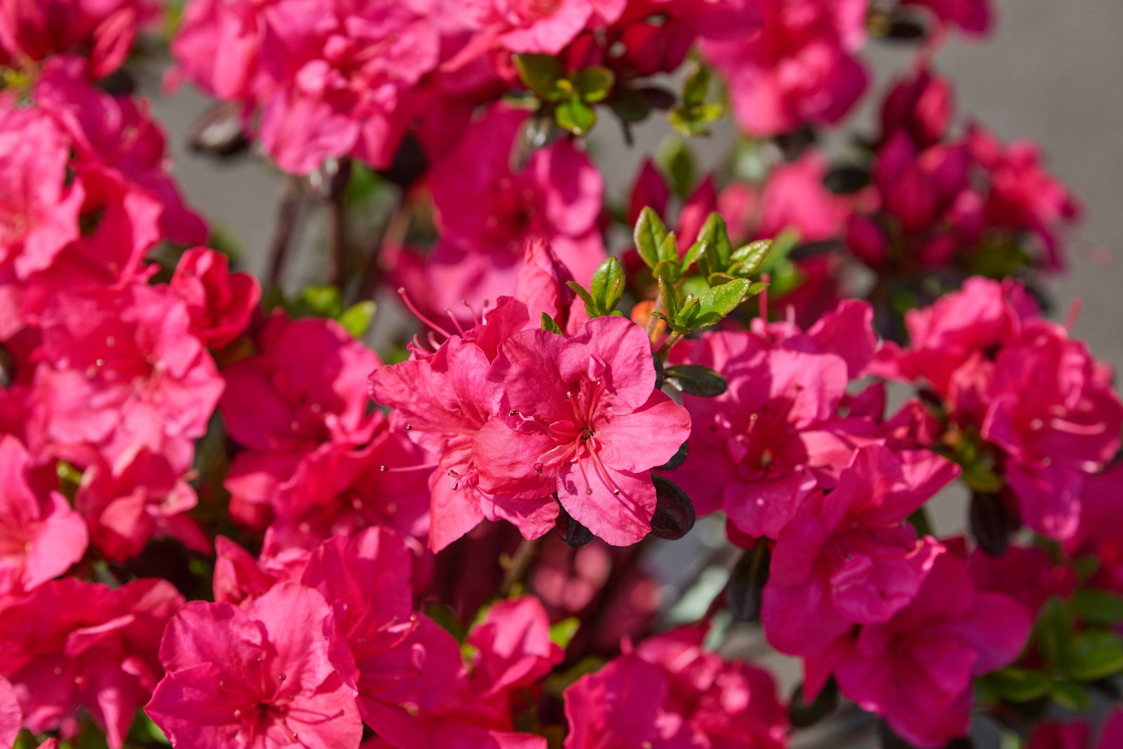Japanische Azalee Purpurkissen - Rhododendron obtusum Purpurkissen gnstig  kaufen