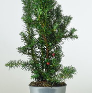 Fruchtende Bechereibe Hicksii - Taxus media Hicksii gnstig kaufen