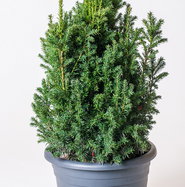 Becher-Eibe Hillii - Taxus media Hillii gnstig kaufen
