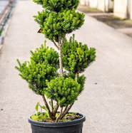 Becher-Eibe Hillii - Taxus media Hillii gnstig kaufen